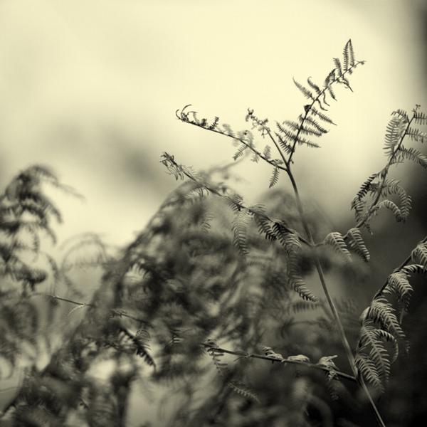 Winter life #12 by Denis Olivier