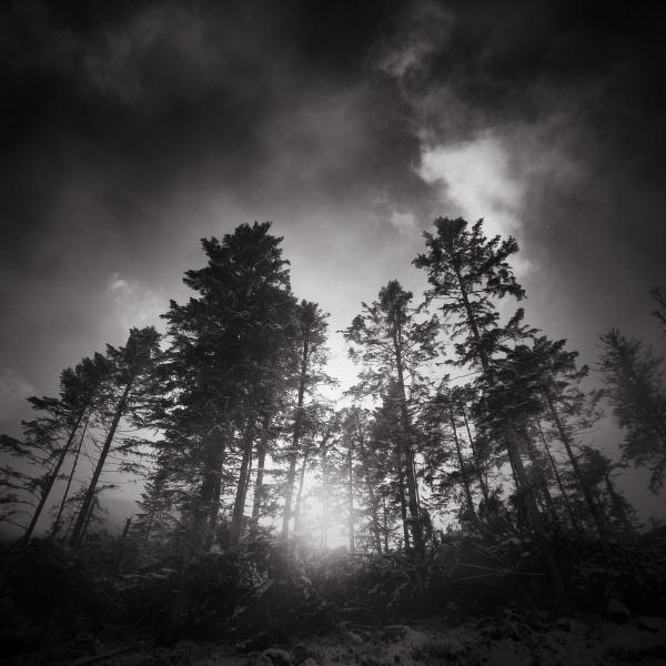 Forest by Denis Olivier