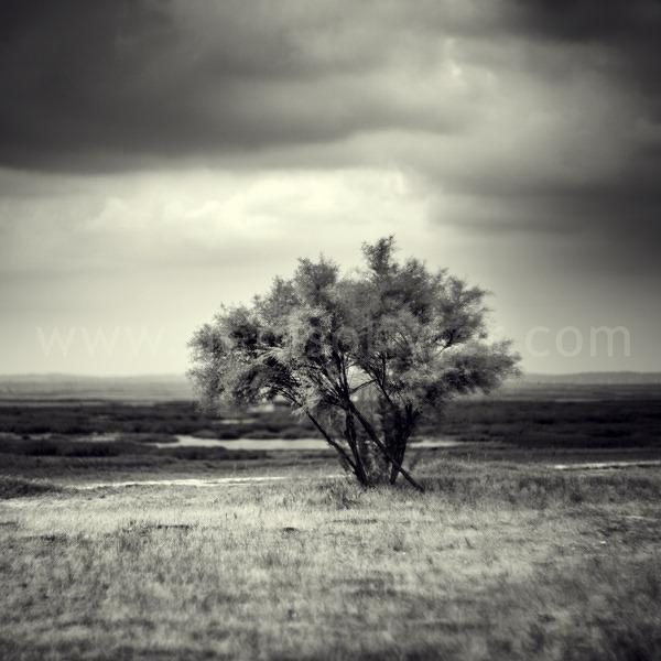 Tamarix by Denis Olivier