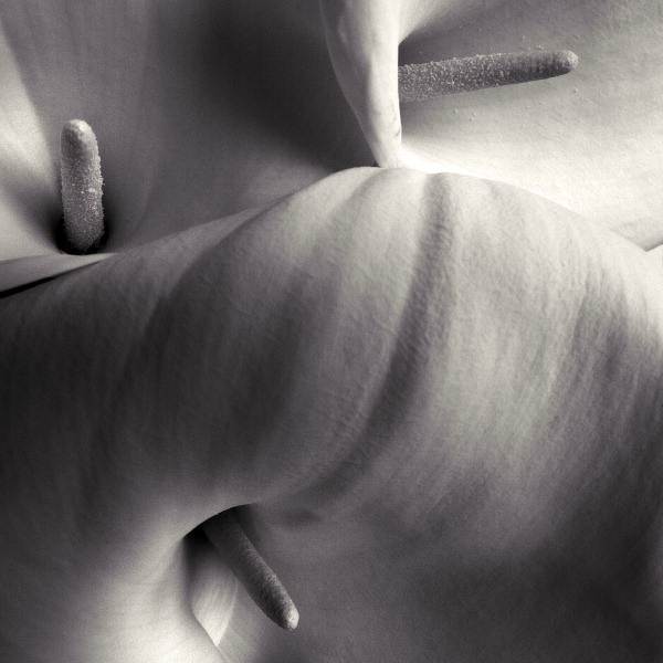 Two Hearts Forever, One Heart Alone by Denis Olivier