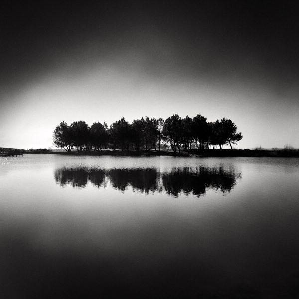 Reflecting Trees by Denis Olivier