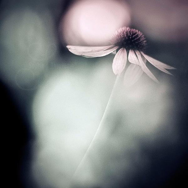 Kiss The Light by Sophie Thouvenin