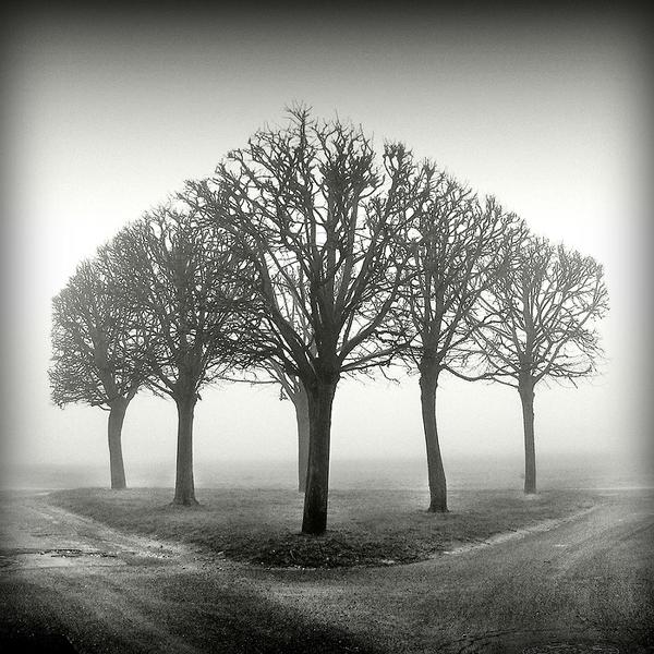 6 x trees by Gilles Le Bihan