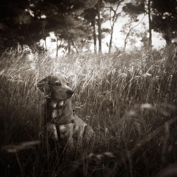 In The Grass...Iii by Denis Grzetic