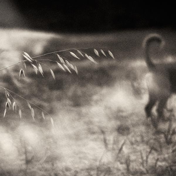 One Blade Of Grass And A by Denis Grzetic