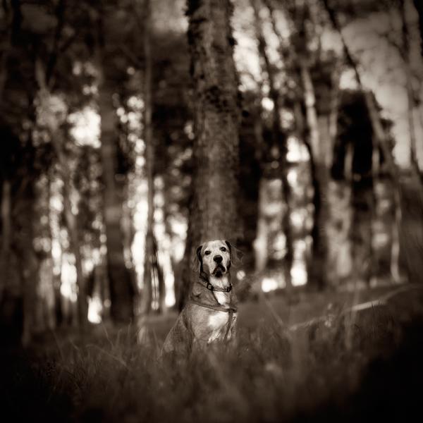 In The Woods by Denis Grzetic