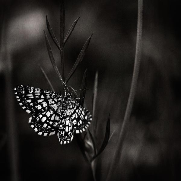 Sans titre by Thierry Vercampt