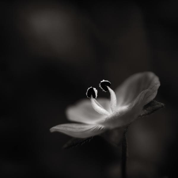 Two... by Thierry Vercampt