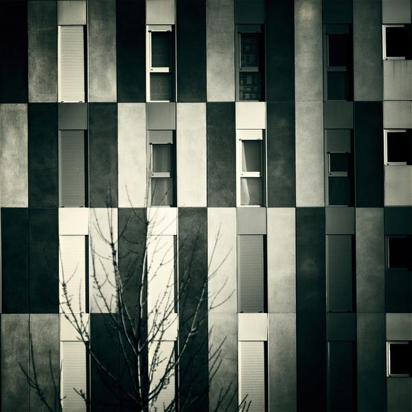 Y Un &Aacute;rbol by P.o. V.