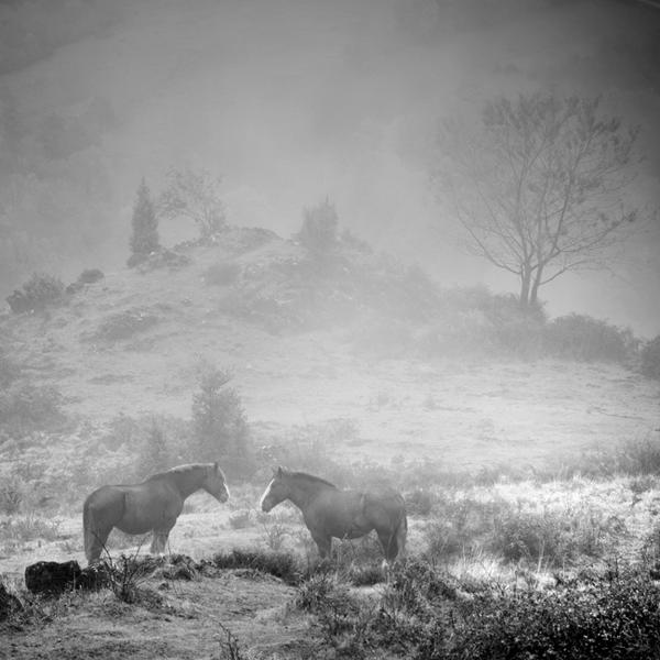 When Horses Sleeping by Bruno Blais