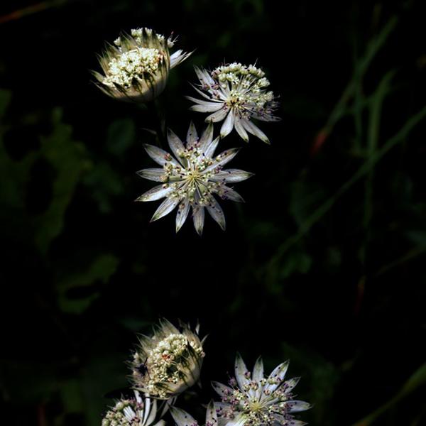 Stars by Bruno Blais
