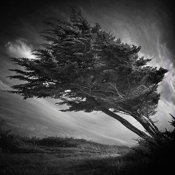 The Last Tree by Bruno Mercier