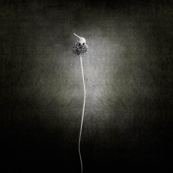 Allium Cepa #2 by Pietrino Di Sebastiano