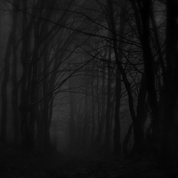 Forest Path by Branislav Fabijanic