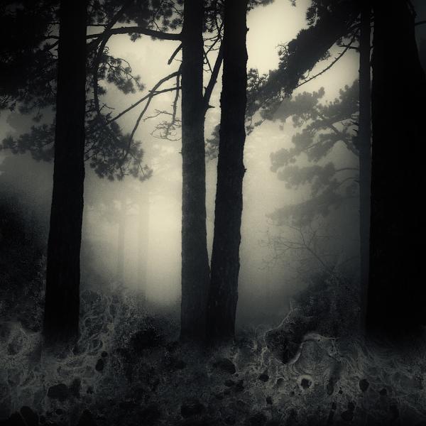 Primordial Forest by Branislav Fabijanic