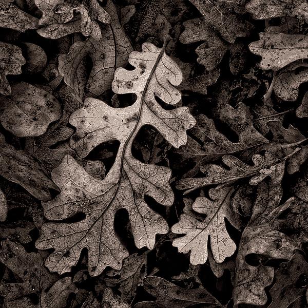 Remnants by Bishop Bastien
