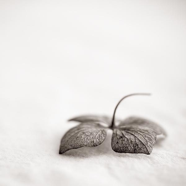 Fallen by Bishop Bastien