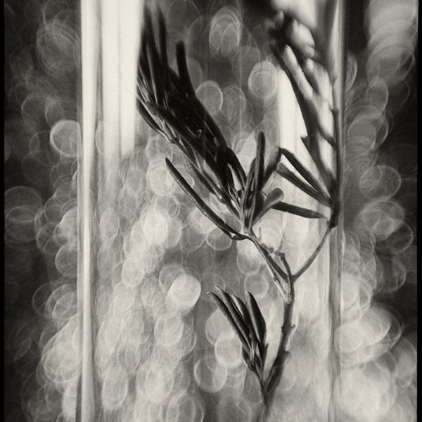 *** by Sasa Lazic