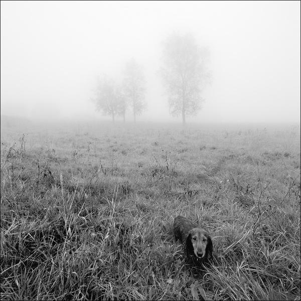 Dog At The Grass Near Alekseevskoye, Autumn by Sergey Chubarov