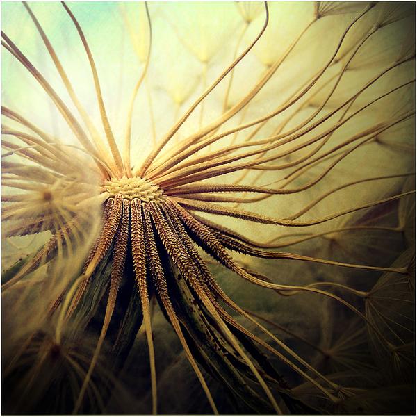 Octopus by Claudio Naboni