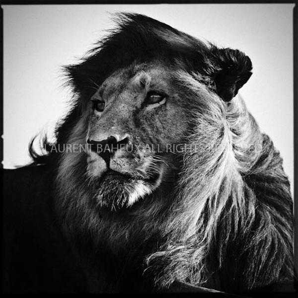 DANS LE VENT by Laurent Baheux
