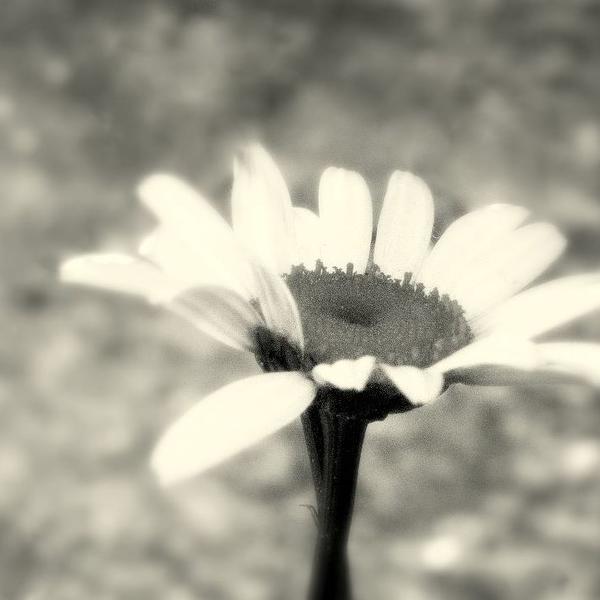 White Beauty by Danny Pintilie C