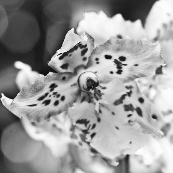 Black Dots by Danny Pintilie C