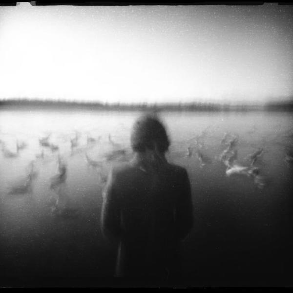Wandering Swans by Matthieu G.