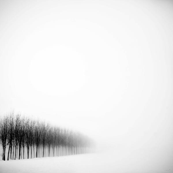 evanescent trees by Dino Lupani
