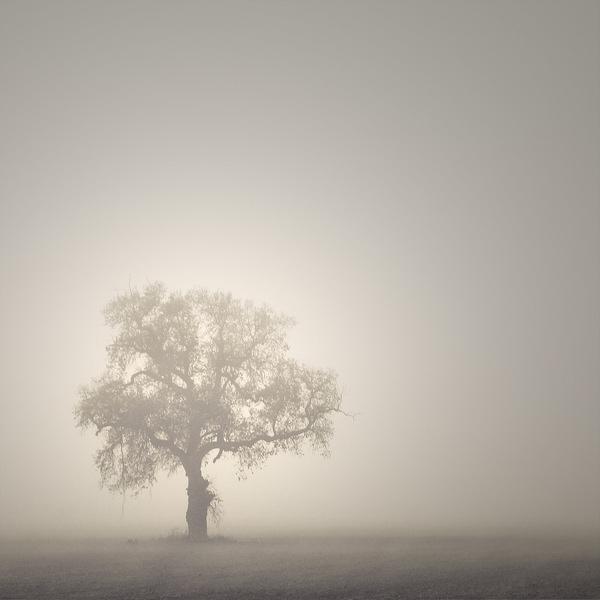 tree by Joon Lee