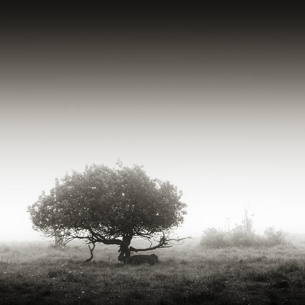 Melancholy I by Carmen Spitznagel