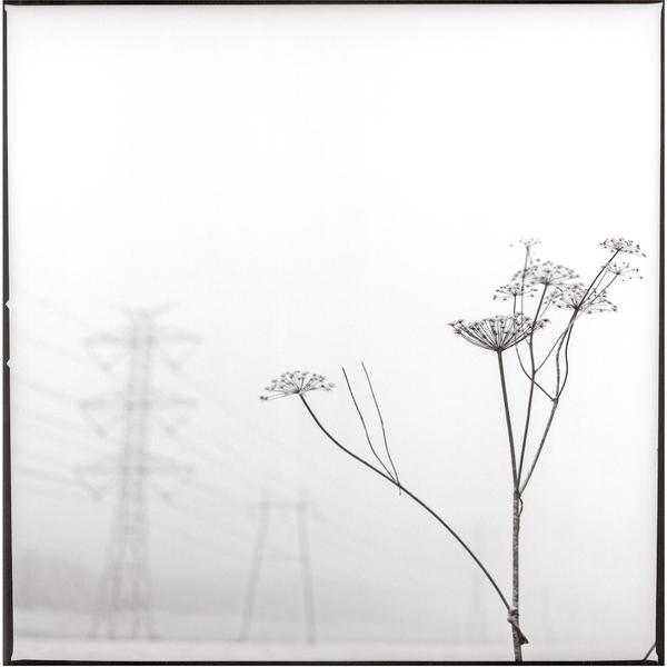Weed by Svend Videbaek