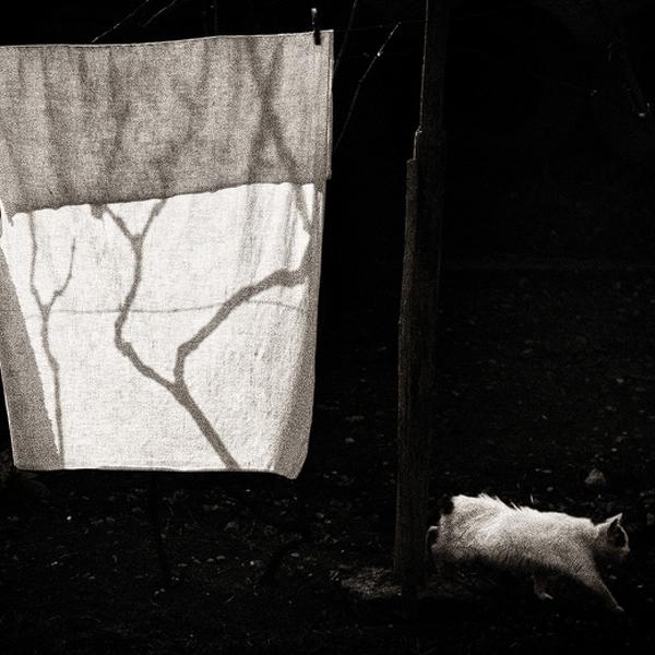 Moment With A Cat by Andrei Baciu