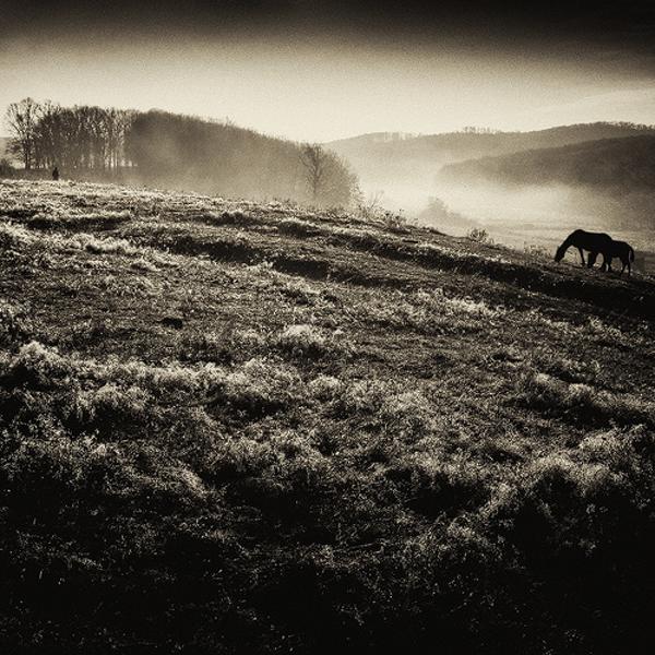 Chiaroscuro 5484. With Man And Two Horses by Andrei Baciu