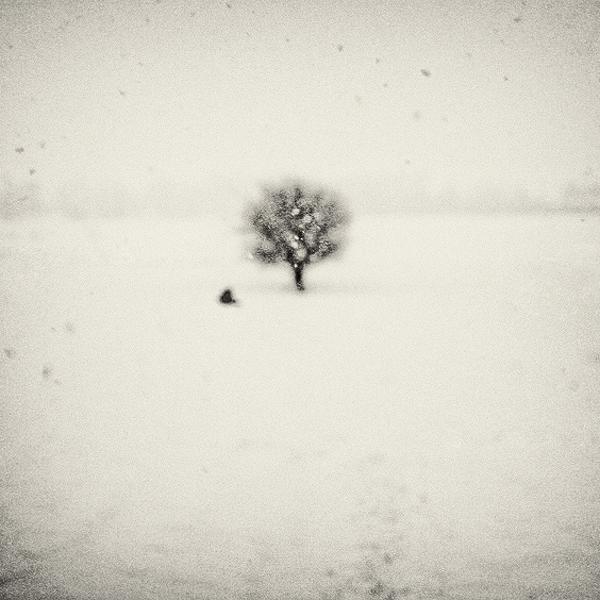 Haiku Under The Snowflakes, With Passing Bird And A Tree by Andrei Baciu