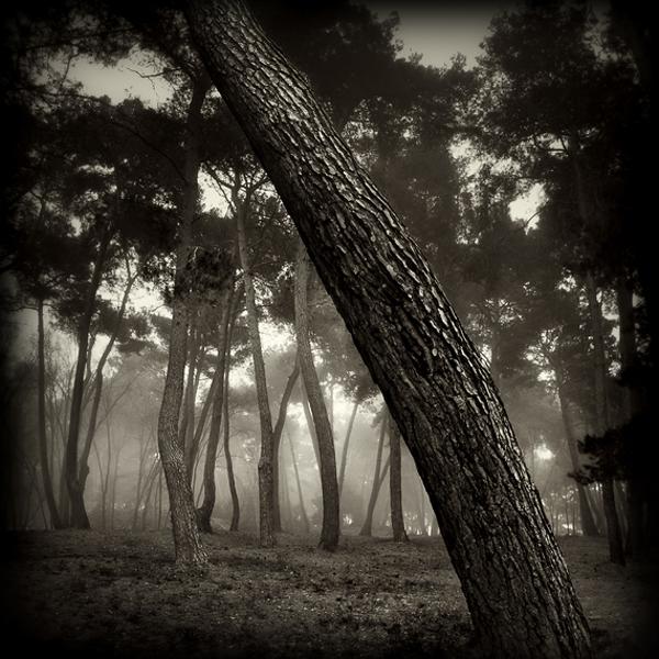 Songs From A Wood par Karmen Orlic Grzetic