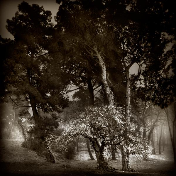 Songs From A Wood Ii par Karmen Orlic Grzetic