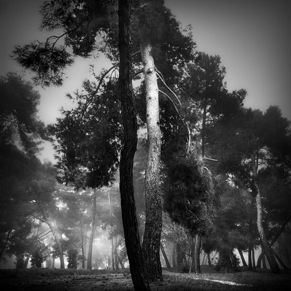 Songs From The Wood Iii par Karmen Orlic Grzetic