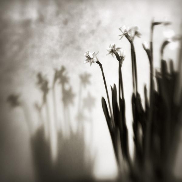 Spring by Karmen Orlic Grzetic
