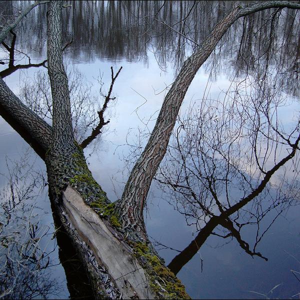 The Fallen Tree par Dmitry Pavlov