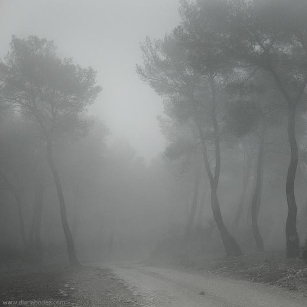 Misty Forest by Diana Bodea
