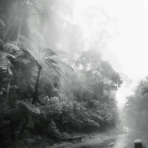 Rainforest by Hengki Koentjoro
