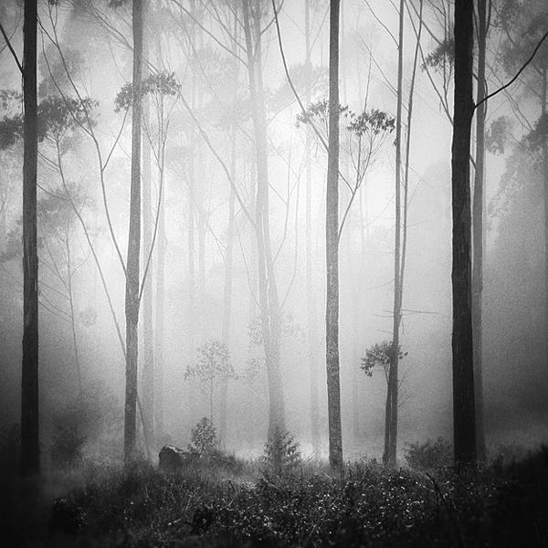 ForestDream by Hengki Koentjoro