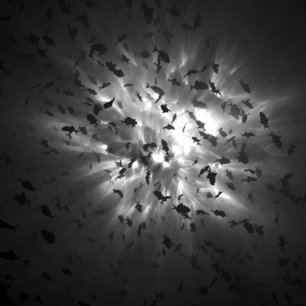 Frenzy by Hengki Koentjoro