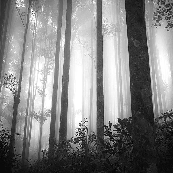 Thin Light by Hengki Koentjoro