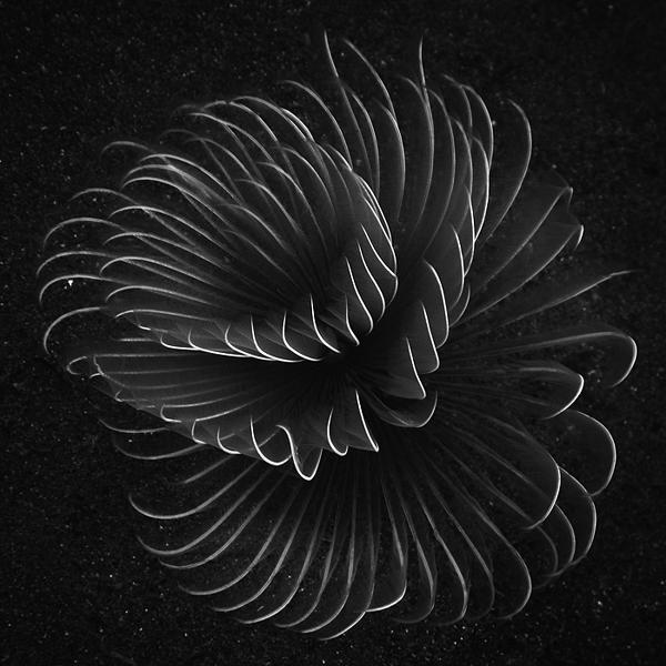 Feather by Hengki Koentjoro