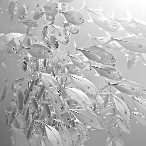 Origami by Hengki Koentjoro