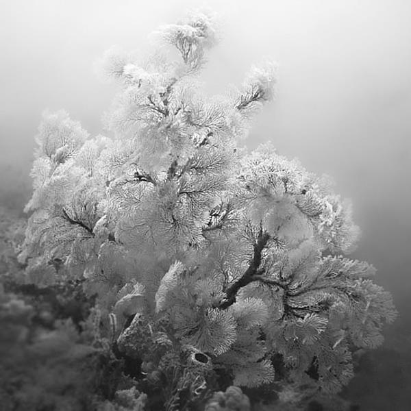 Sea Fans by Hengki Koentjoro