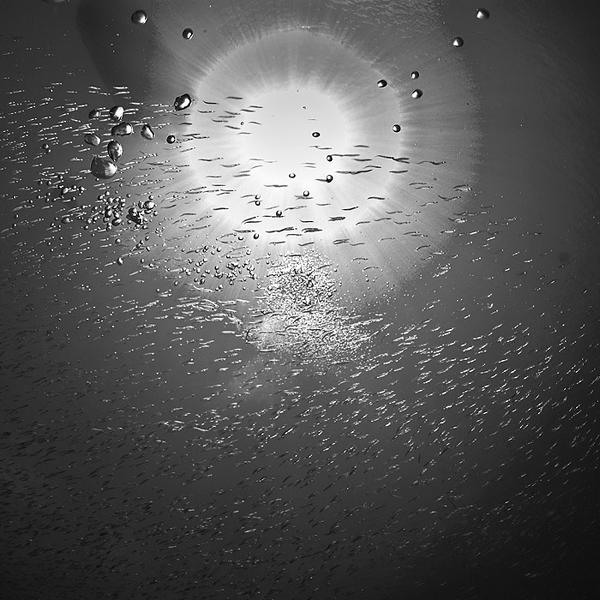 Aquatic by Hengki Koentjoro