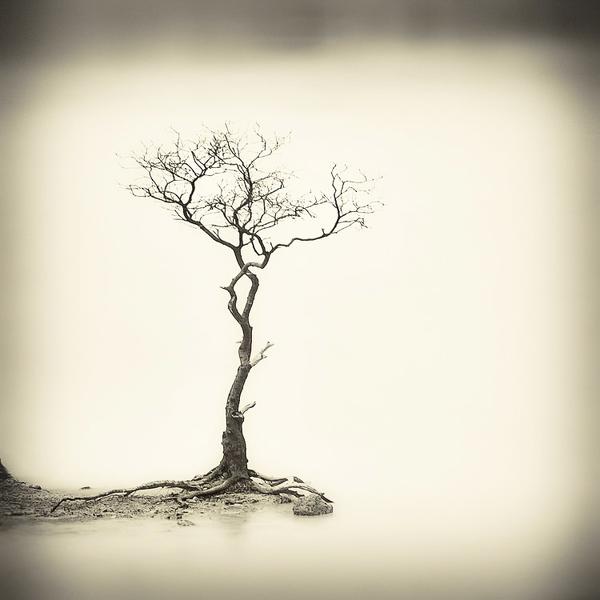 Sparse Tree by Hengki Koentjoro
